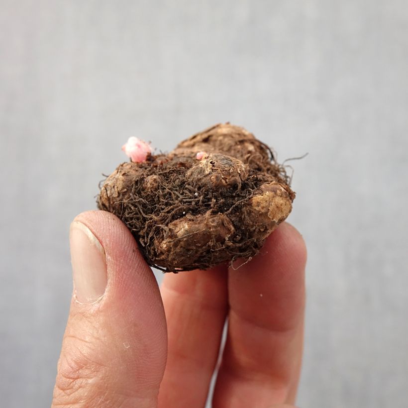 Amostra de Begonia pendula Golden Balcony - Begonia retombant Bulbe Kaliber/Größe 4+ tal como entregue na primavera