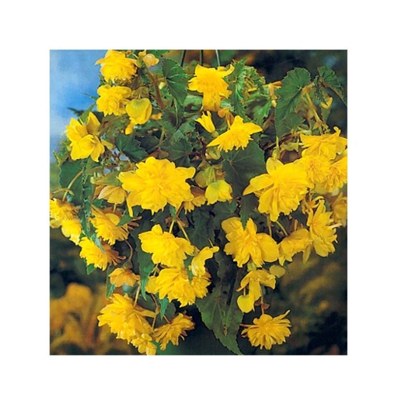 Begónia tuberosa pendula (Tuberhybrida) Amarelo (Floração)