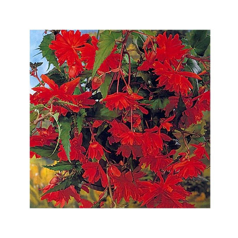 Begónia tuberosa pendula Orange (Floração)