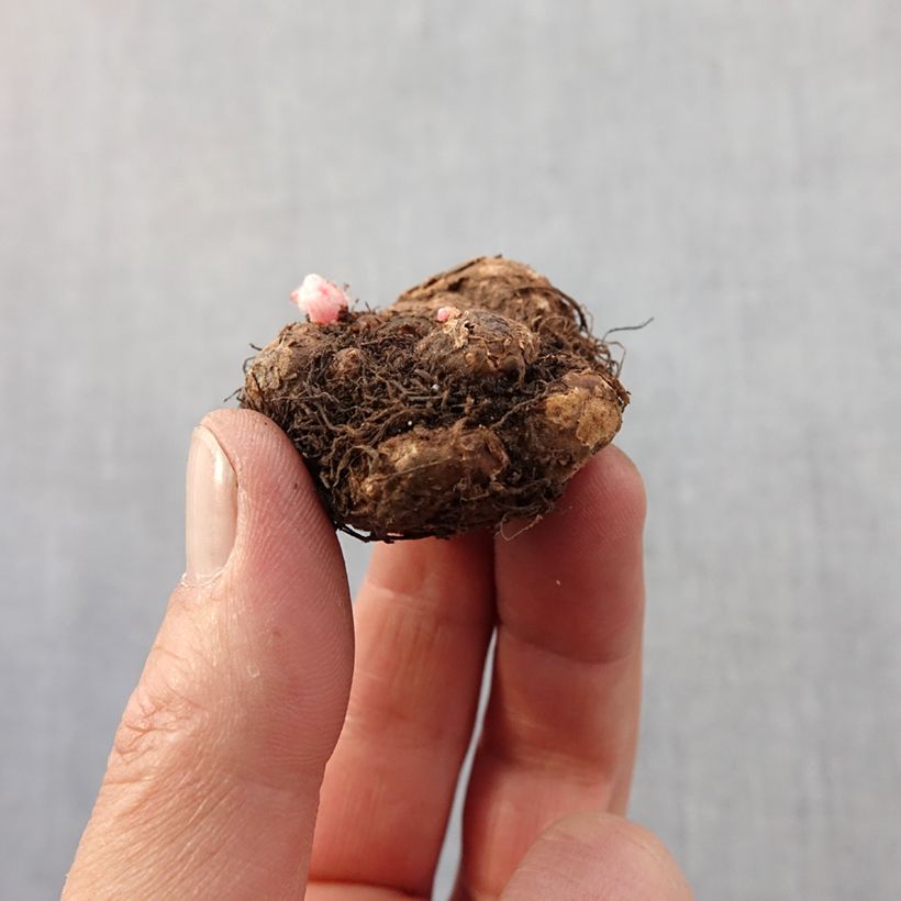 Amostra de Begonia pendula Pink Balcony - Begonia retombant Bulbo size 5+ tal como entregue na primavera