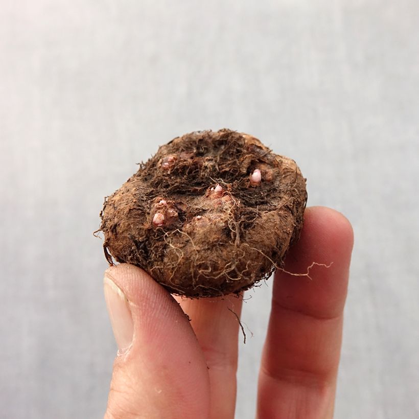 Amostra de Begonia pendula rouge - Bégonia retombant Bulbe Kaliber/Größe 6+ tal como entregue na primavera