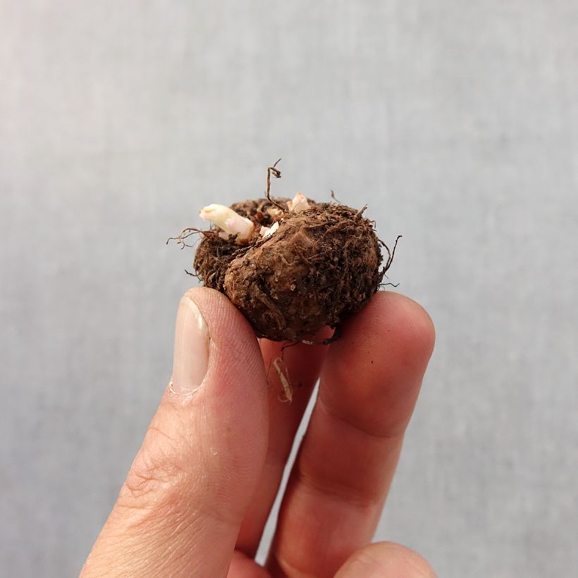 Amostra de Begonia picotée en mélange Bulbe Kaliber/Größe 4+ tal como entregue na primavera