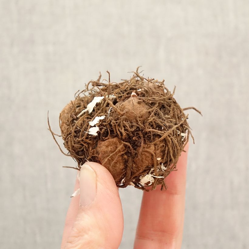 Amostra de Begónia tuberosa Balcony Mix 2 Couleurs Bulbo Calibre 5+ tal como entregue na primavera