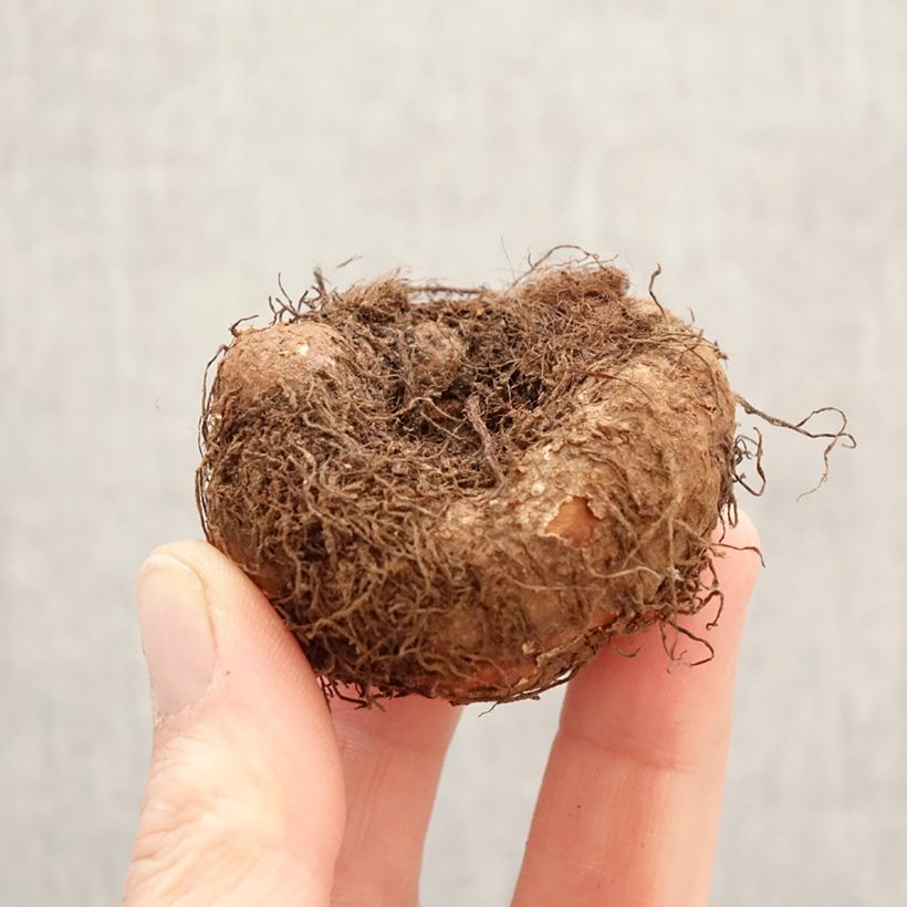 Amostra de Begónia tuberosa Pink Cascade Bulbo Calibre 5+ tal como entregue na primavera