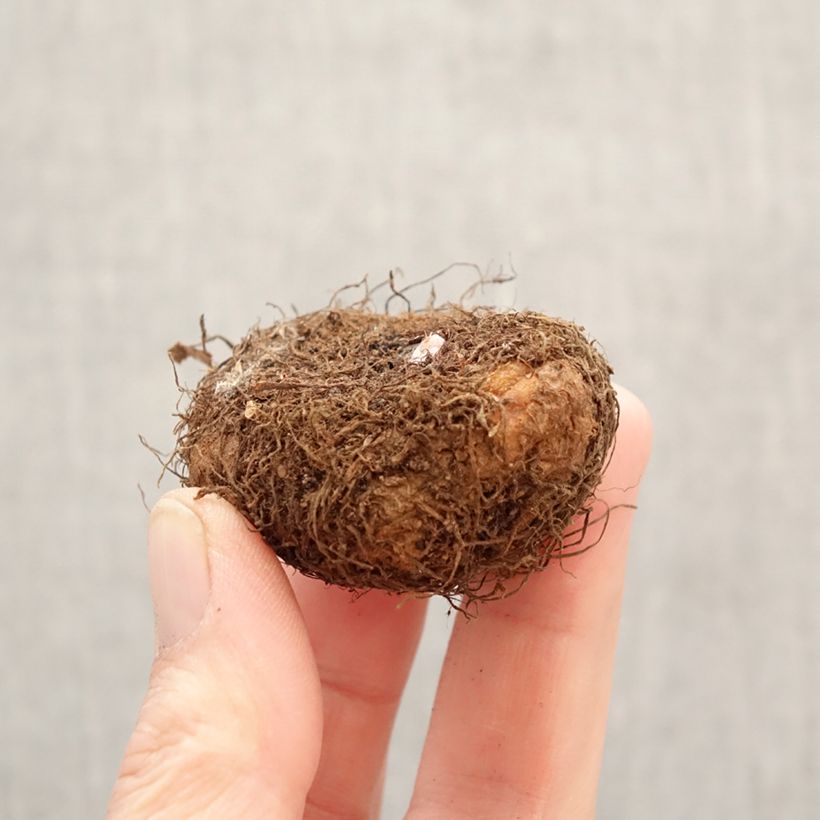 Amostra de Begónia tuberosa Cascade Salmon Bulbo Calibre 5+ tal como entregue na primavera