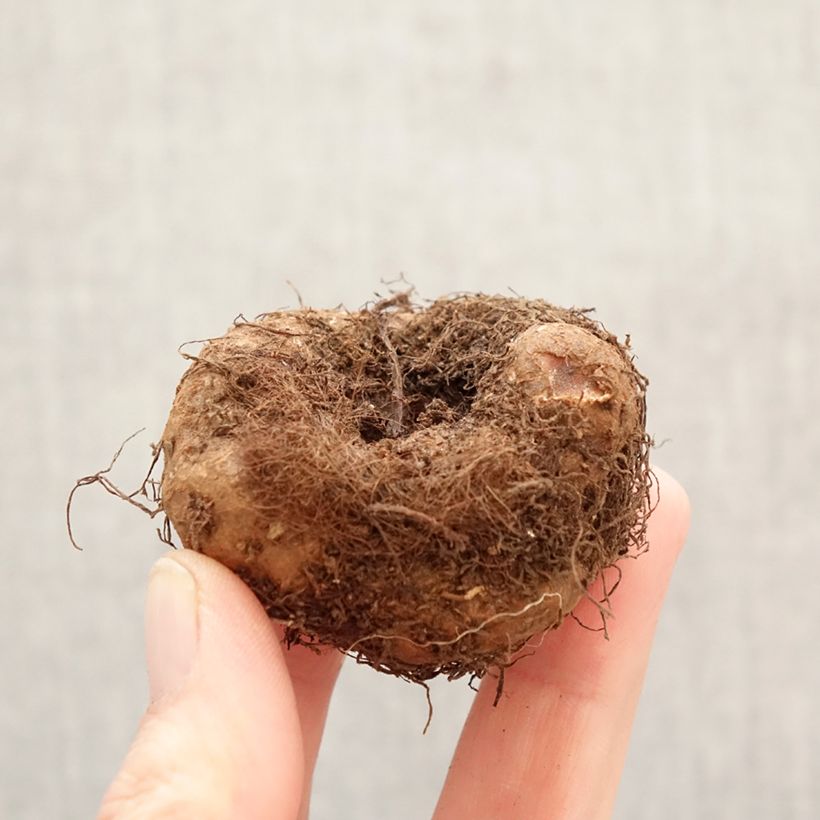 Amostra de Begónia tuberosa Branca Cascade Bulbo Calibre 5+ tal como entregue na primavera