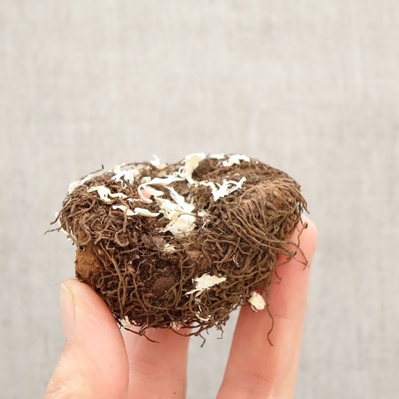 Amostra de Begónia tuberosa Cascade Yellow Bulbo Calibre 5+ tal como entregue na primavera