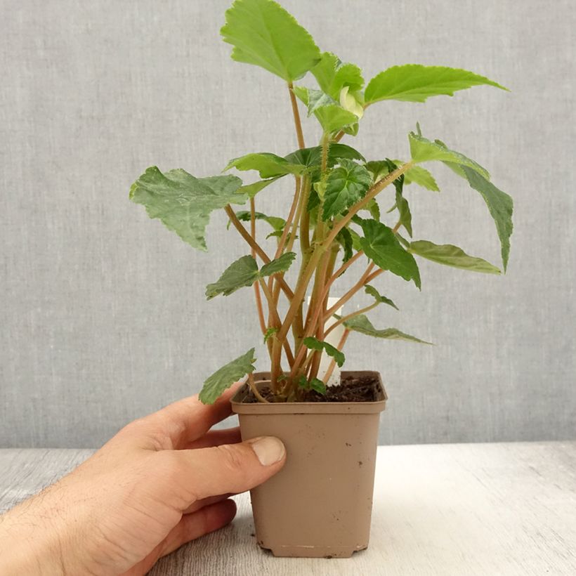 Amostra de Bégonia retombant Chardonnay Vaso de 8/9 cm tal como entregue na primavera
