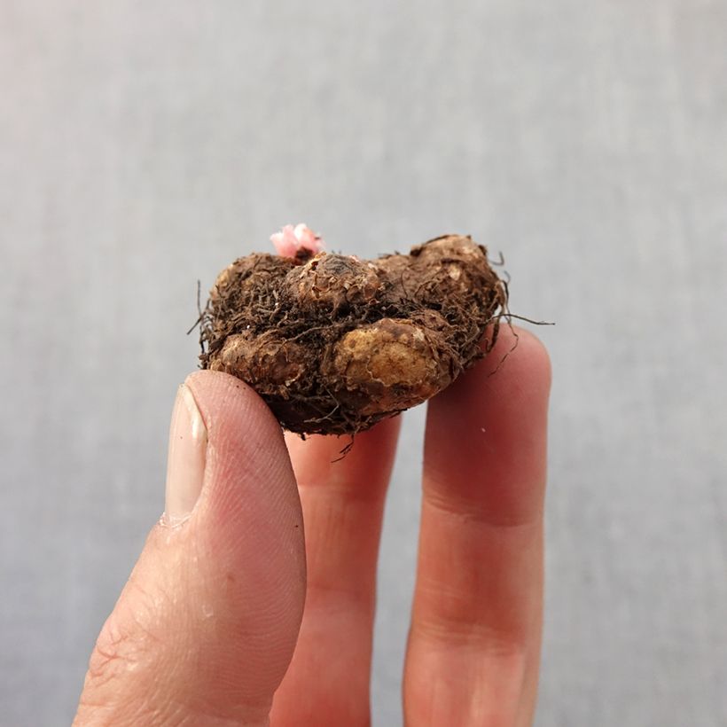 Amostra de Bégonia retombant pendulata odorata en mélange Bulbo size 4+ tal como entregue na primavera