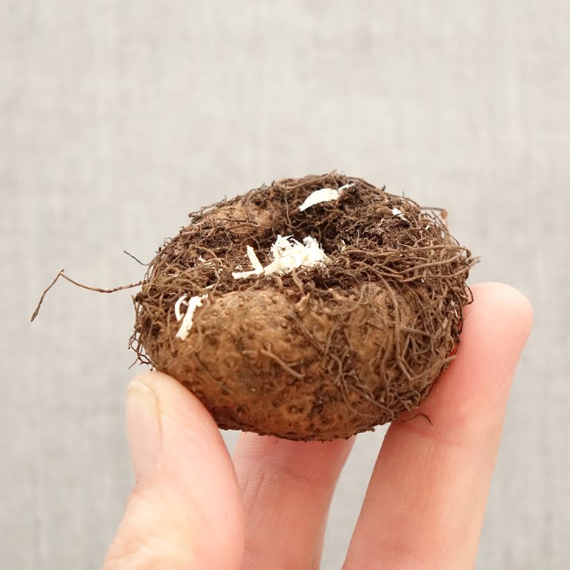 Amostra de Begónia tuberosa Rosa Bulbo Calibre 6+ tal como entregue na primavera