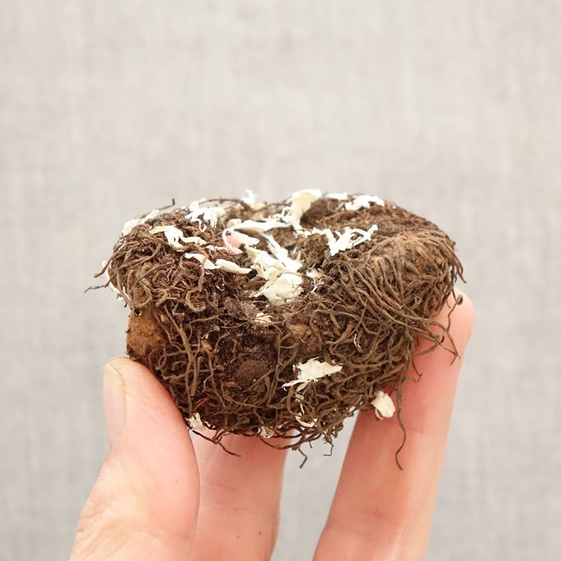 Amostra de Begónia tuberosa Salmon Bulbo Calibre 6+ tal como entregue na primavera