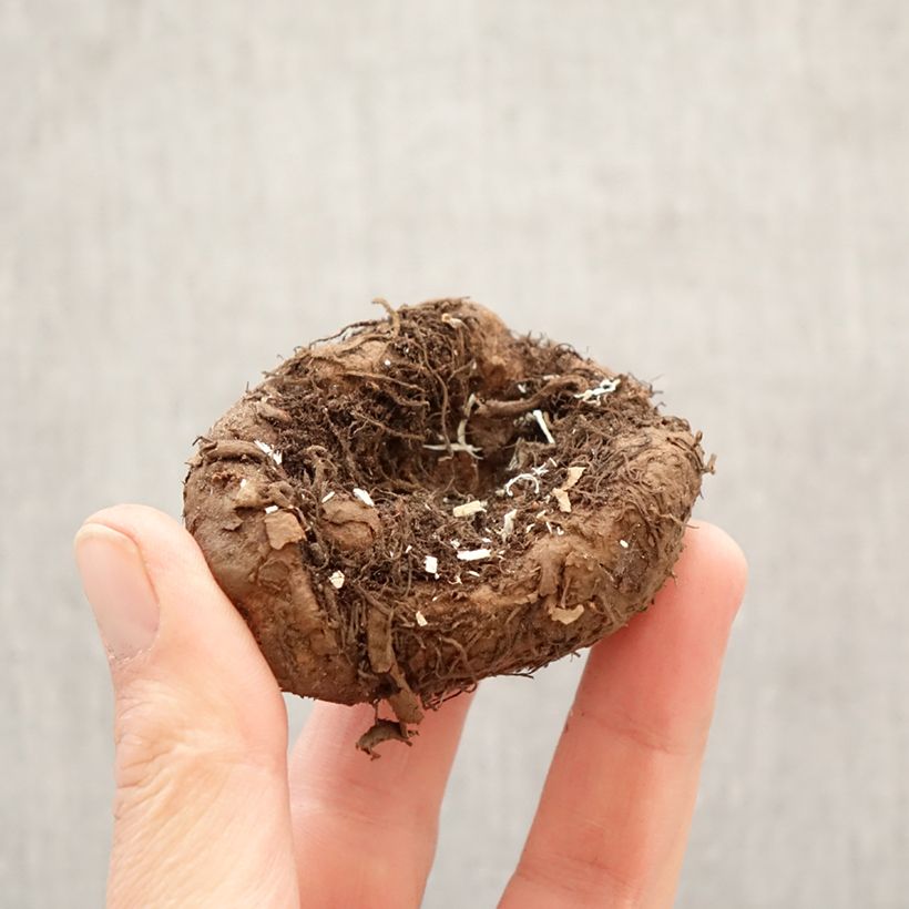 Amostra de Begónia tuberosa Splendide mix 3 cores Bulbo Calibre 5+ tal como entregue na primavera