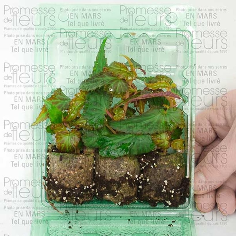 Exemplo de amostra de Bégonia retombant Summerwings White Mini-torrão Ø 3/4 cm tal como entregue