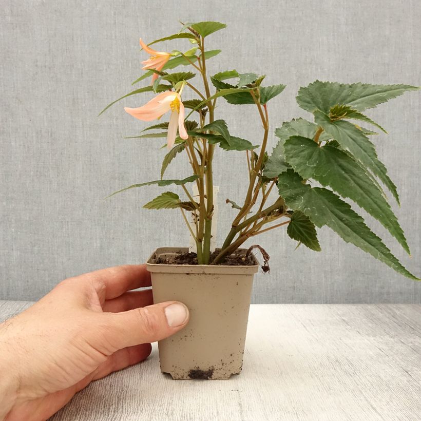 Amostra de Begonia retombant Summerwings White Elegance Vaso de 8/9 cm tal como entregue na primavera