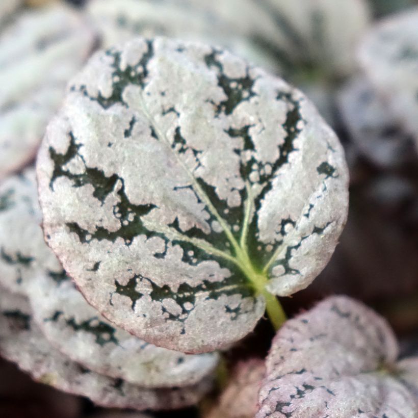 Begónia Chayo (Folhagem)