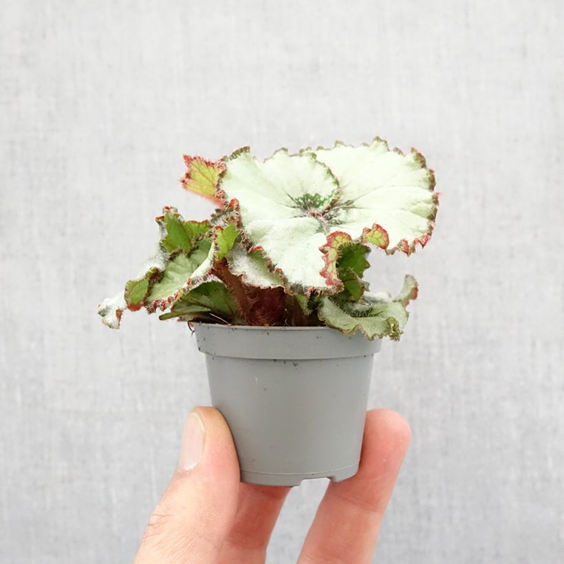 Amostra de Begónia Escargot Mini-plante tal como entregue na primavera