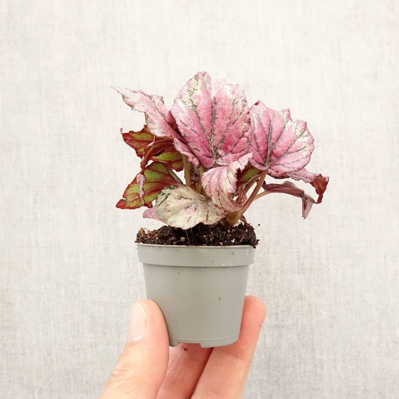 Amostra de Begonia Rex Hugh McLauchlan Mini-plante tal como entregue na primavera
