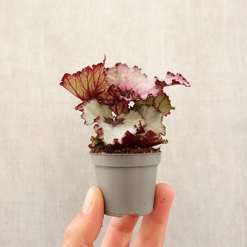 Amostra de Begonia Rex Red Heart Mini-plante tal como entregue na primavera