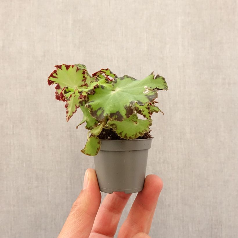 Amostra de Begónia Red Jive Mini-plante tal como entregue na primavera