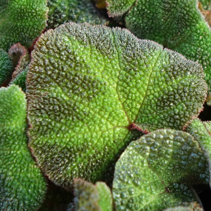Begonia rex Soli Mutata - Begónia (Folhagem)