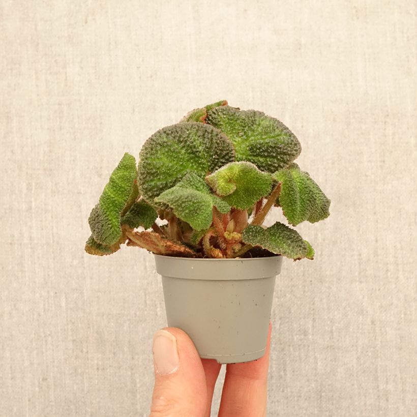 Amostra de Begonia rex Soli Mutata - Begónia Miniplanta tal como entregue na primavera