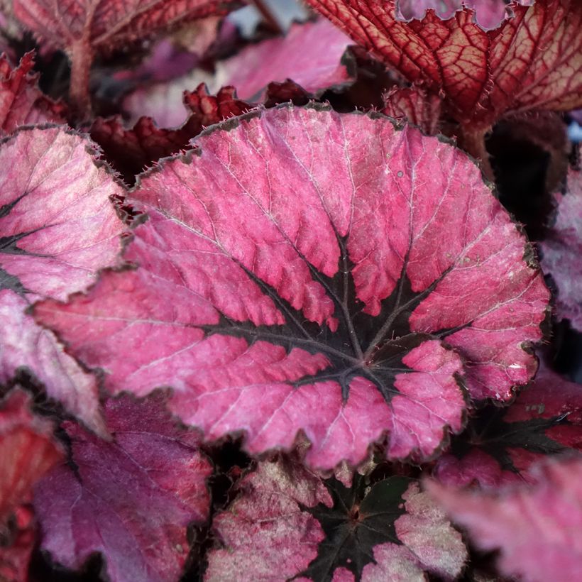 Begonia rex Spirit of Kwale - Begónia (Folhagem)