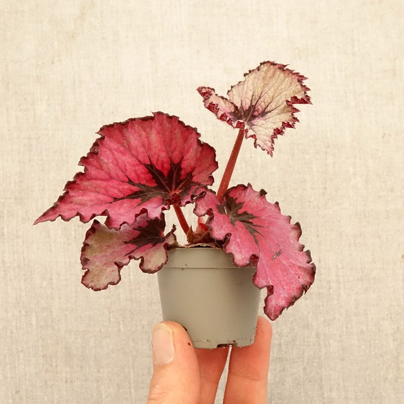 Amostra de Begonia Rex Spirit of Kwale Mini-plante tal como entregue na primavera