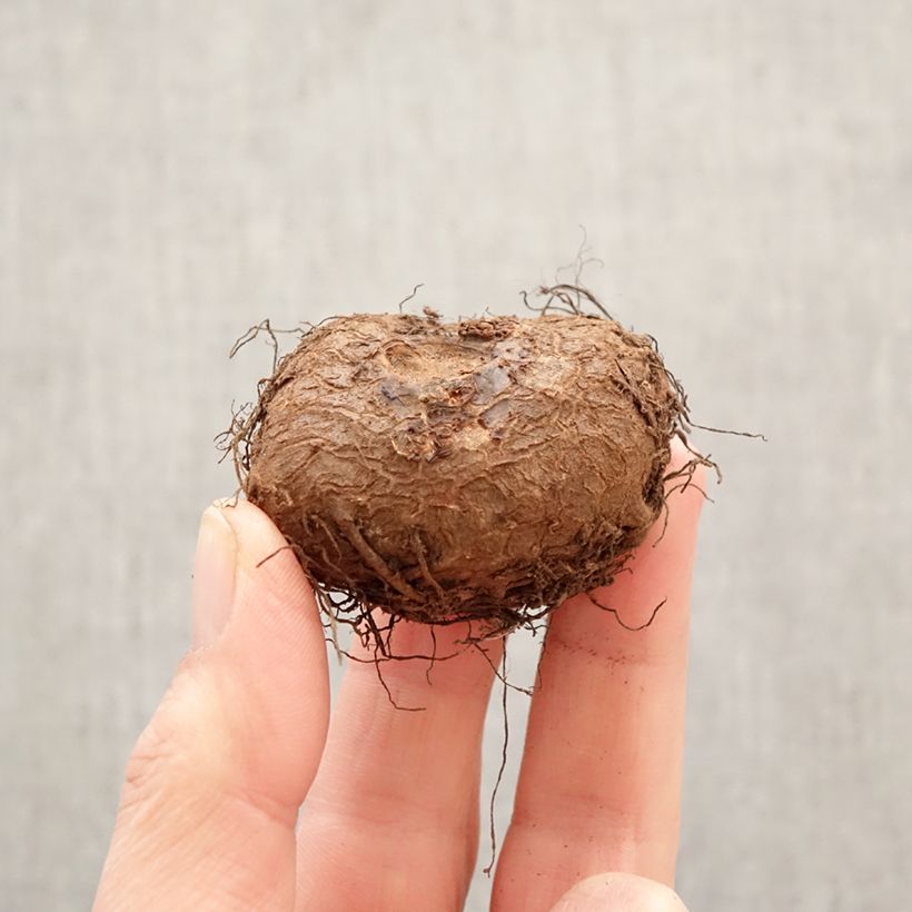 Amostra de Begónia tuberosa Sangria Bulbo Calibre 5+ tal como entregue na primavera