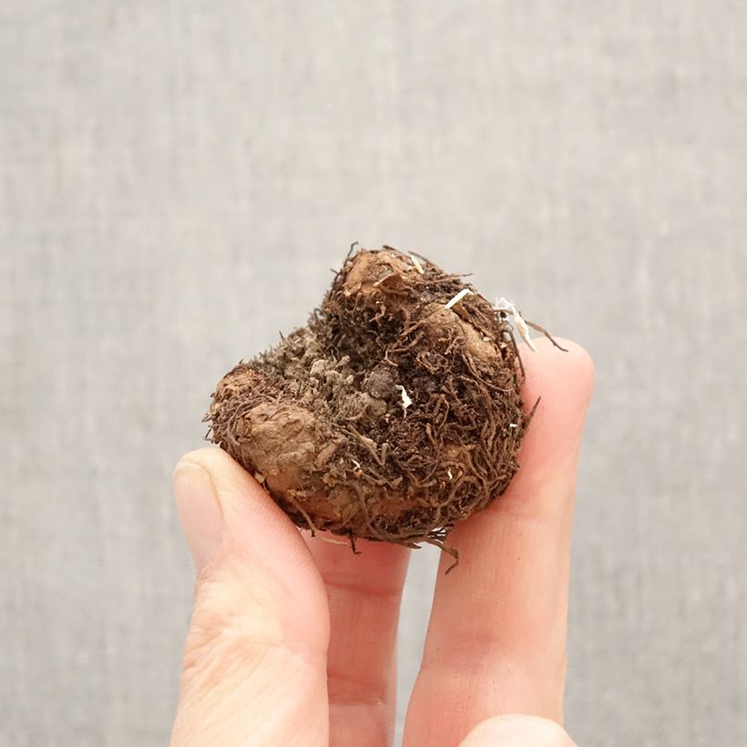 Amostra de Begónia tuberosa Splendide Apricot Bulbo Calibre 5+ tal como entregue na primavera