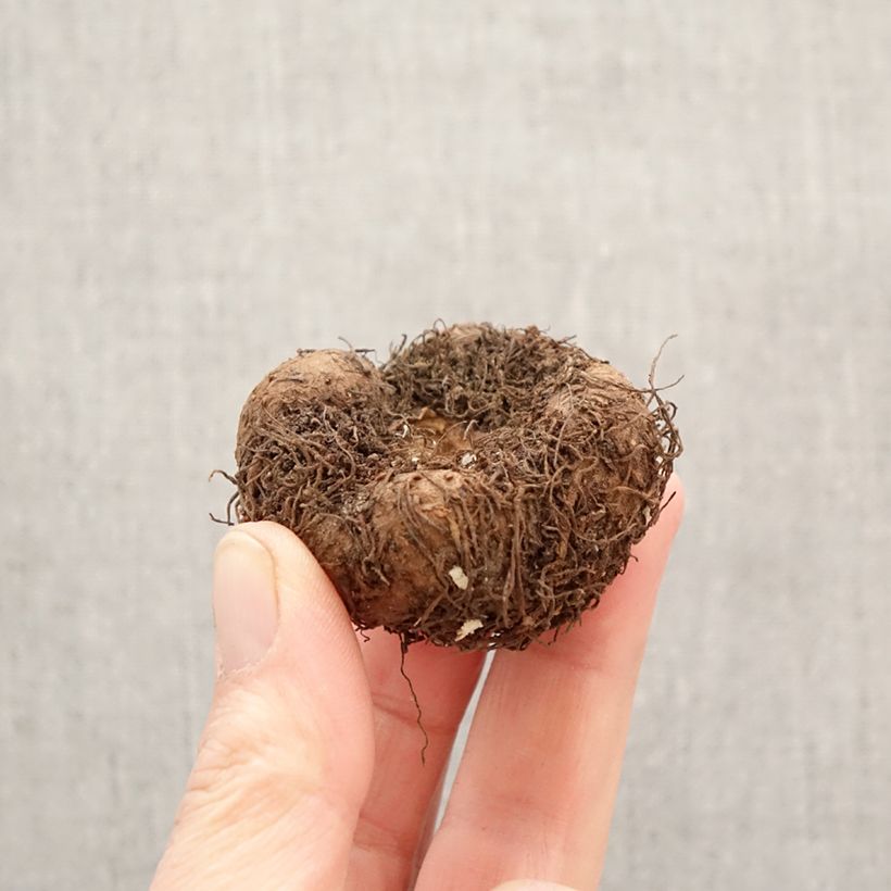 Amostra de Begónia tuberosa Splendide Ballerina Bulbo Calibre 5+ tal como entregue na primavera