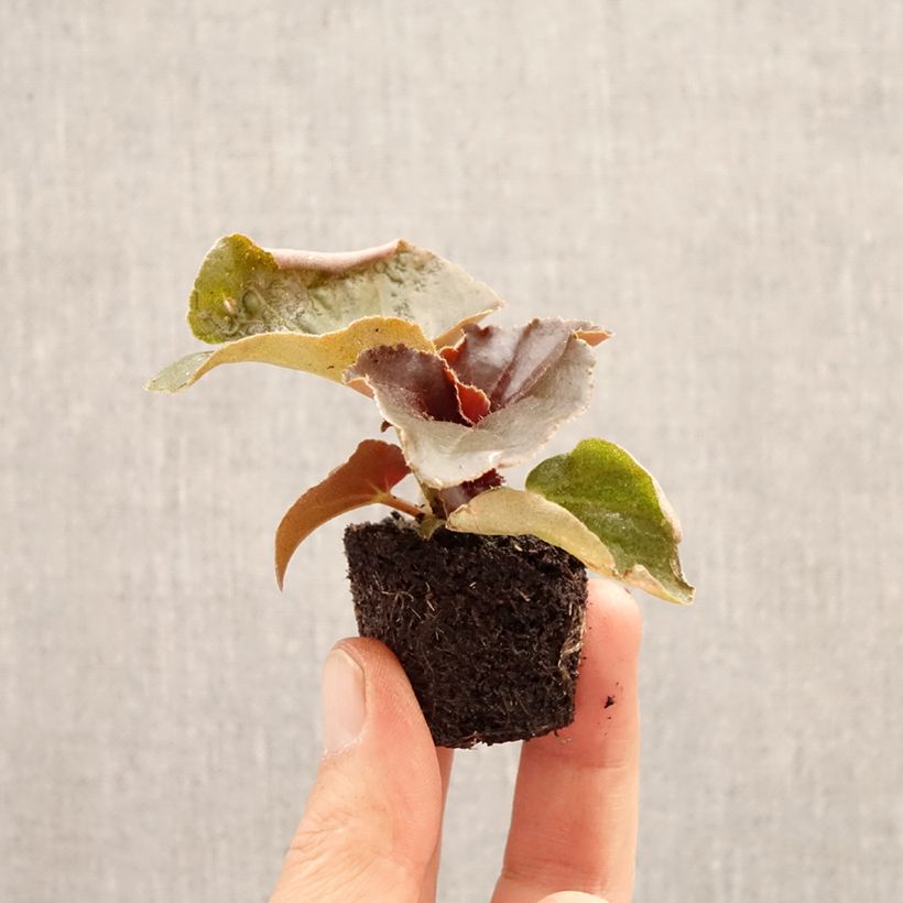 Amostra de Begónia Stonehedge Light Pink Bronze Leaf Mini-torrão Ø 3/4 cm tal como entregue na primavera