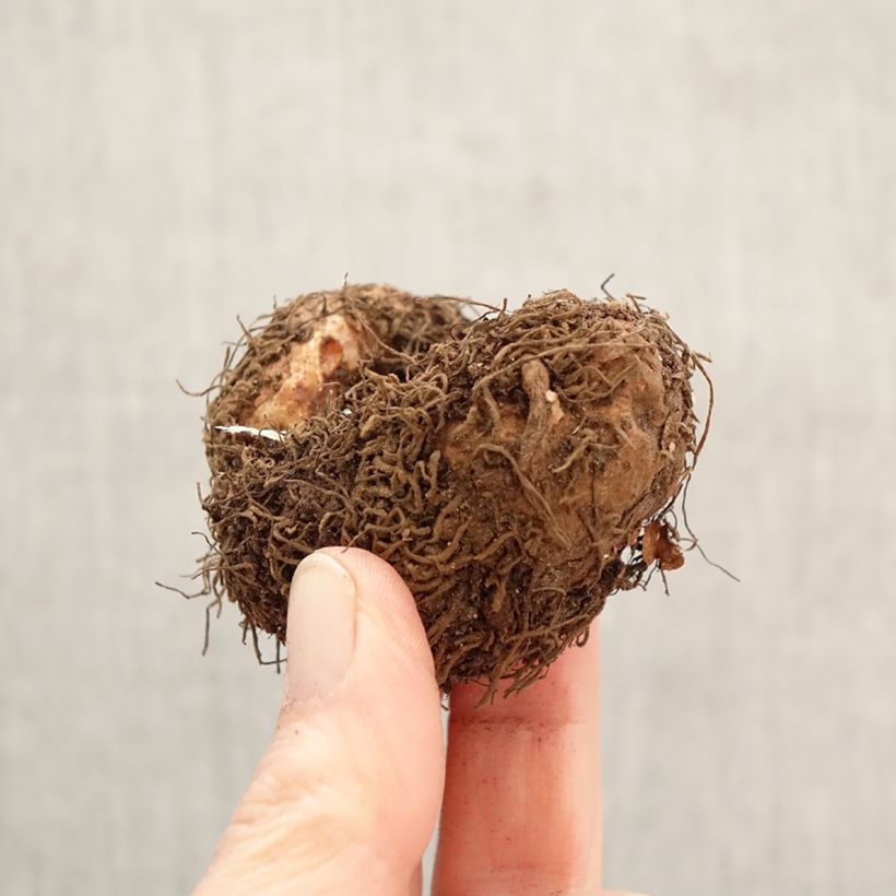 Amostra de Begónia tuberosa Superba Bolero Bulbo Calibre 5+ tal como entregue na primavera