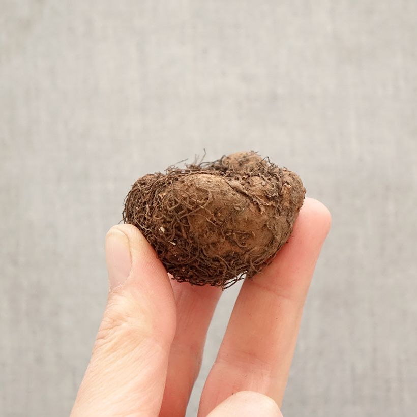 Amostra de Begónia tuberosa Superba mix 5 cores Bulbo Calibre 5+ tal como entregue na primavera