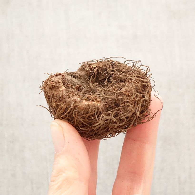 Amostra de Begónia tuberosa Superba Rosa Bulbo Calibre 5+ tal como entregue na primavera