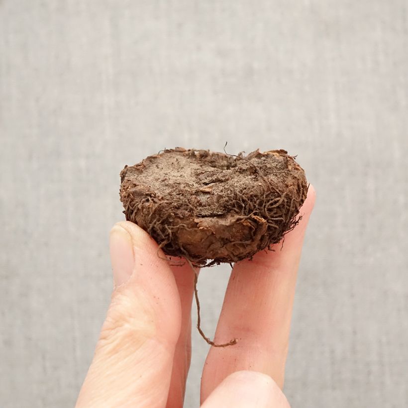 Amostra de Begónia tuberosa Superba Vermelho Bulbo Calibre 5+ tal como entregue na primavera