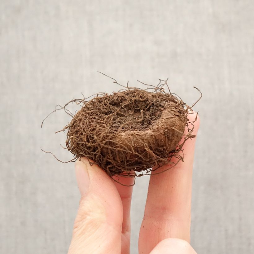 Amostra de Begónia tuberosa Superba Salmon Bulbo Calibre 5+ tal como entregue na primavera