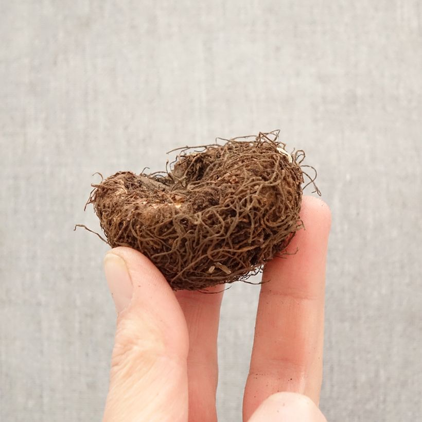 Amostra de Begónia tuberosa Superba Branco Bulbo Calibre 5+ tal como entregue na primavera