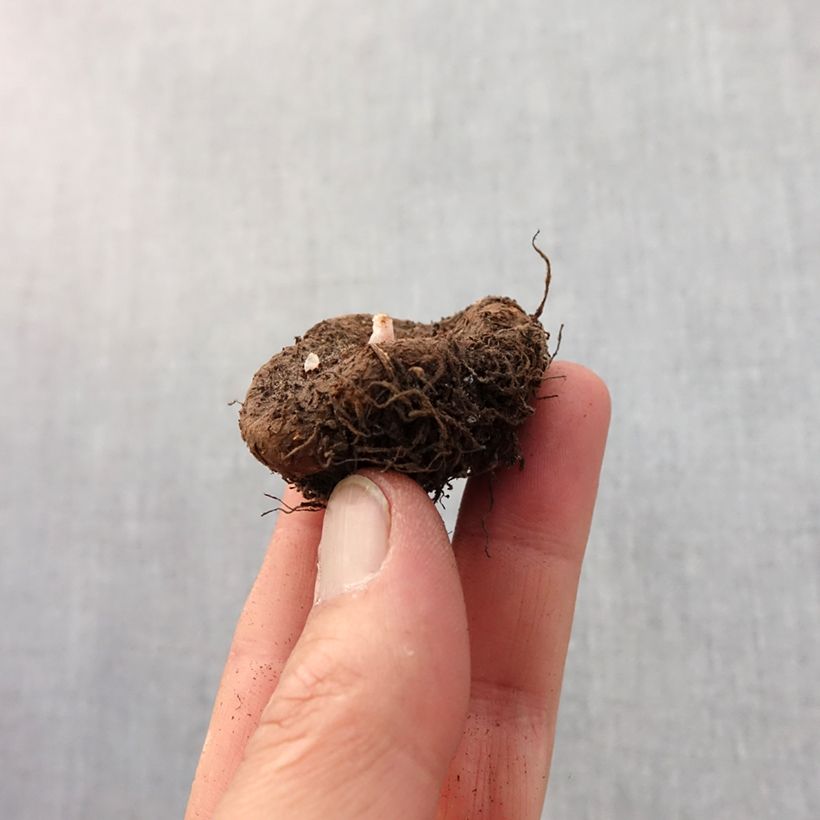 Amostra de Begonia Switzerland Bulbo size 5+ tal como entregue na primavera