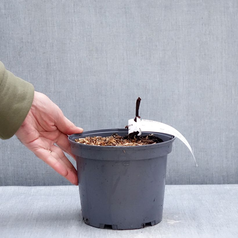 Amostra de Begonia Torsa Vaso de 3 L/4 L tal como entregue no inverno