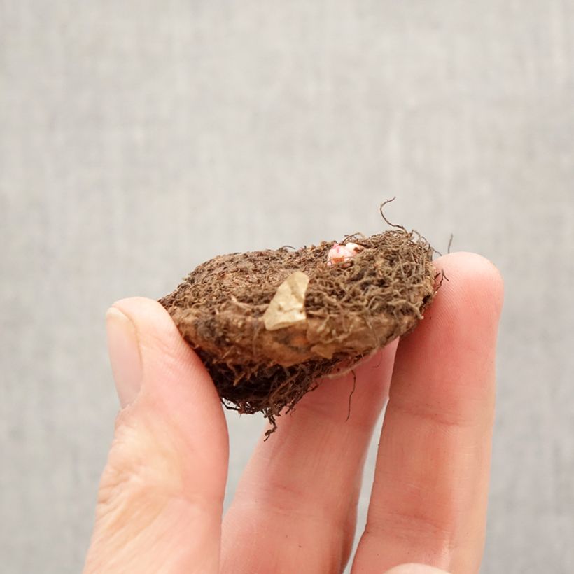 Amostra de Begónia tuberosa Superba Yellow Bulbo Calibre 5+ tal como entregue na primavera