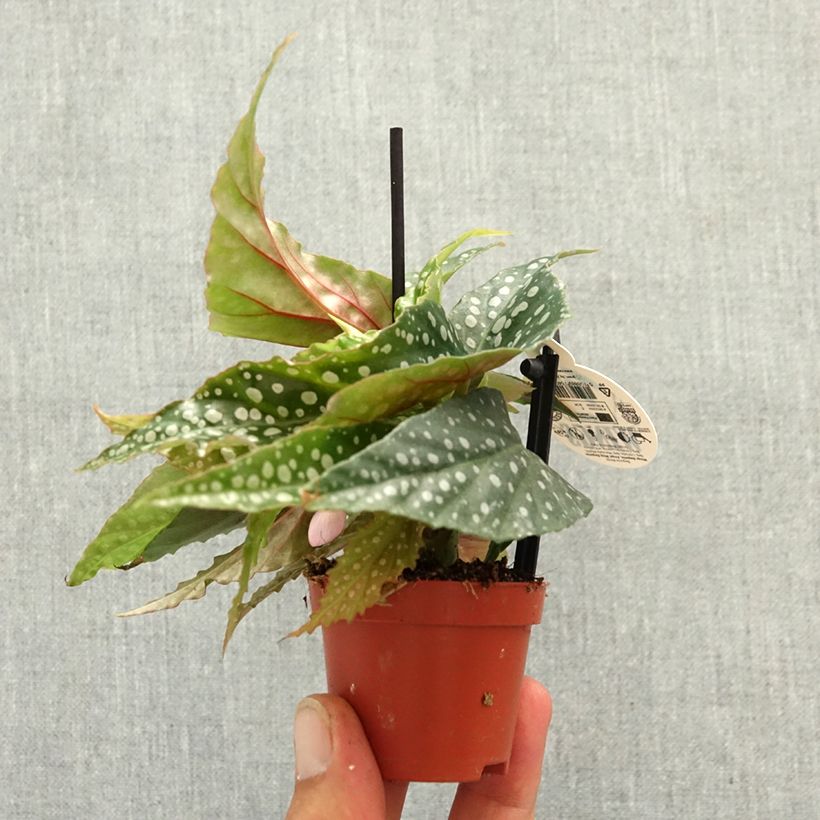Amostra de Begonia Wings maculata Silverspot - Bégonia Bambou Mini-plante tal como entregue na primavera