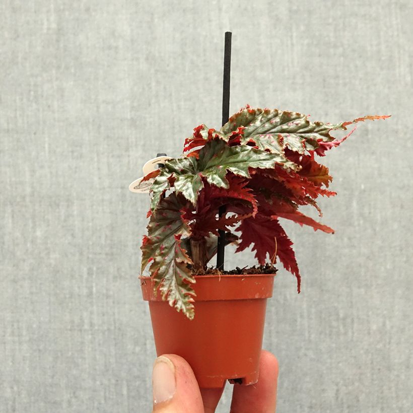 Amostra de Begonia Wings serratipetala Miniplanta tal como entregue na primavera
