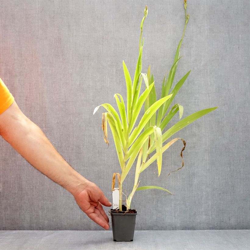 Amostra de Belamcanda chinensis Hello Yellow Vaso de 8/9 cm tal como entregue no verão