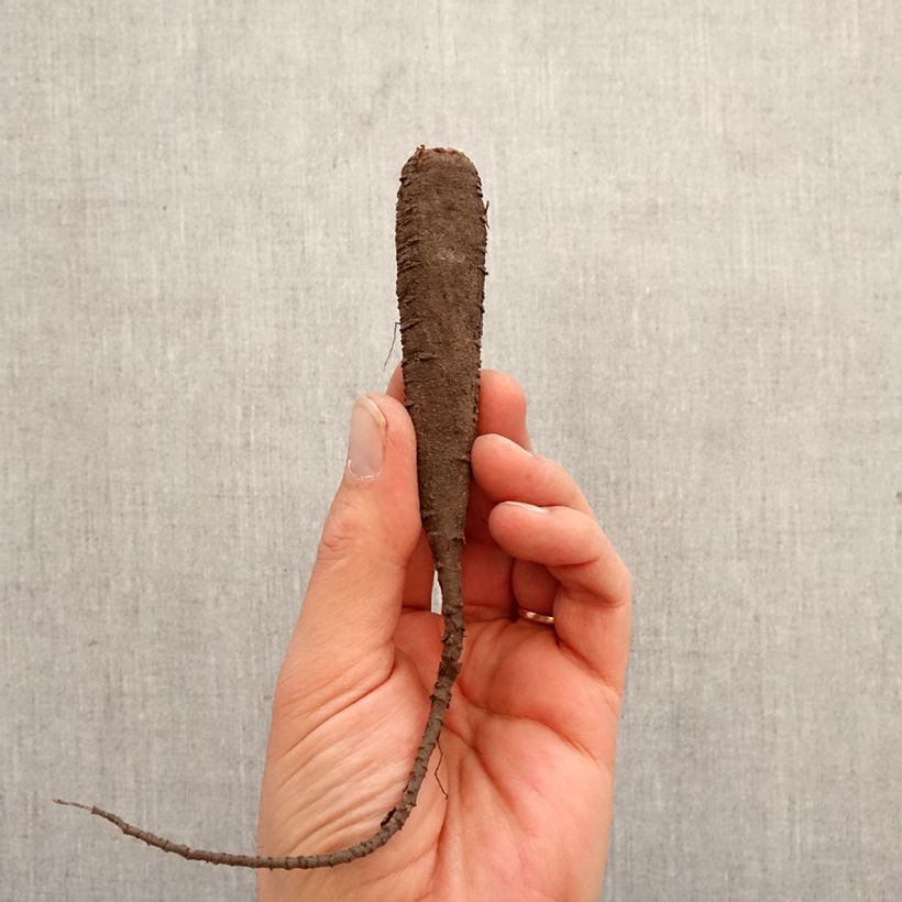 Amostra de Maravilha em mistura Bulbo Calibre I tal como entregue na primavera