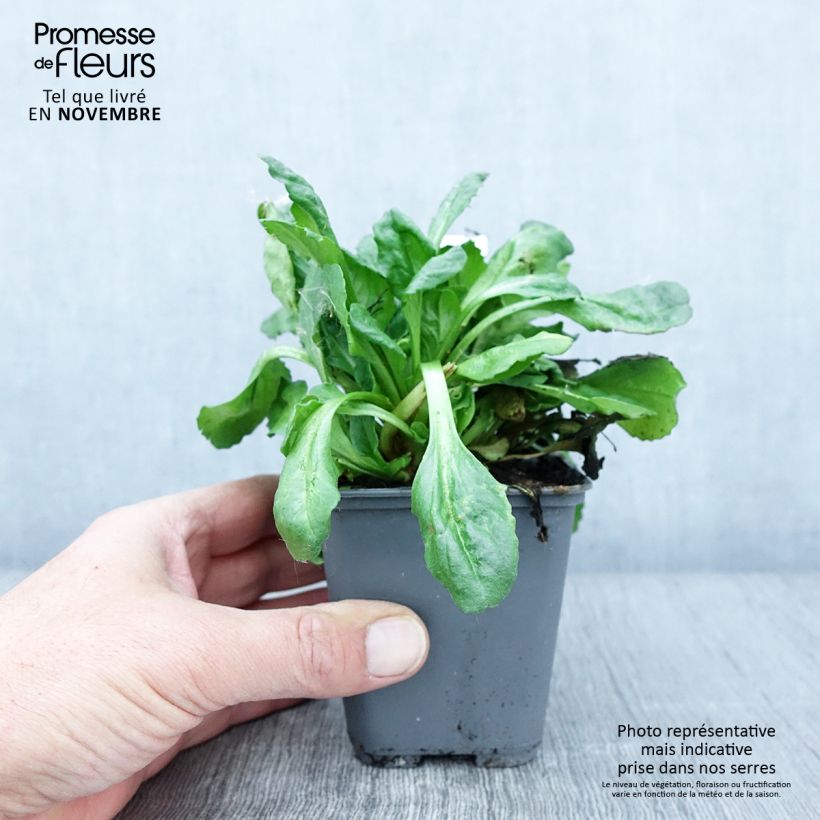 Amostra de Bonina perennis Roode Vaso de 8/9 cm tal como entregue no outono