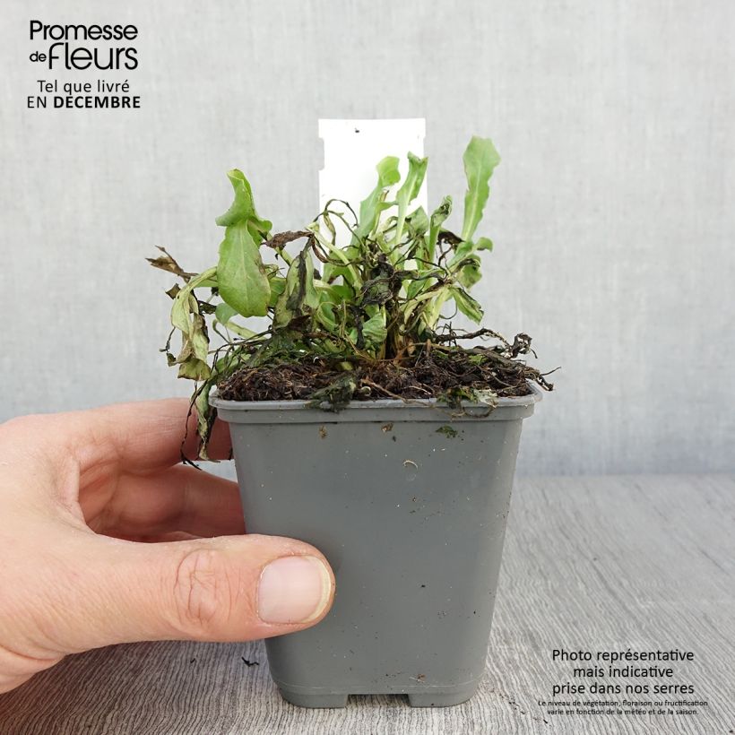 Amostra de Bonina perennis Rosa Vaso de 7/8 cm tal como entregue no outono