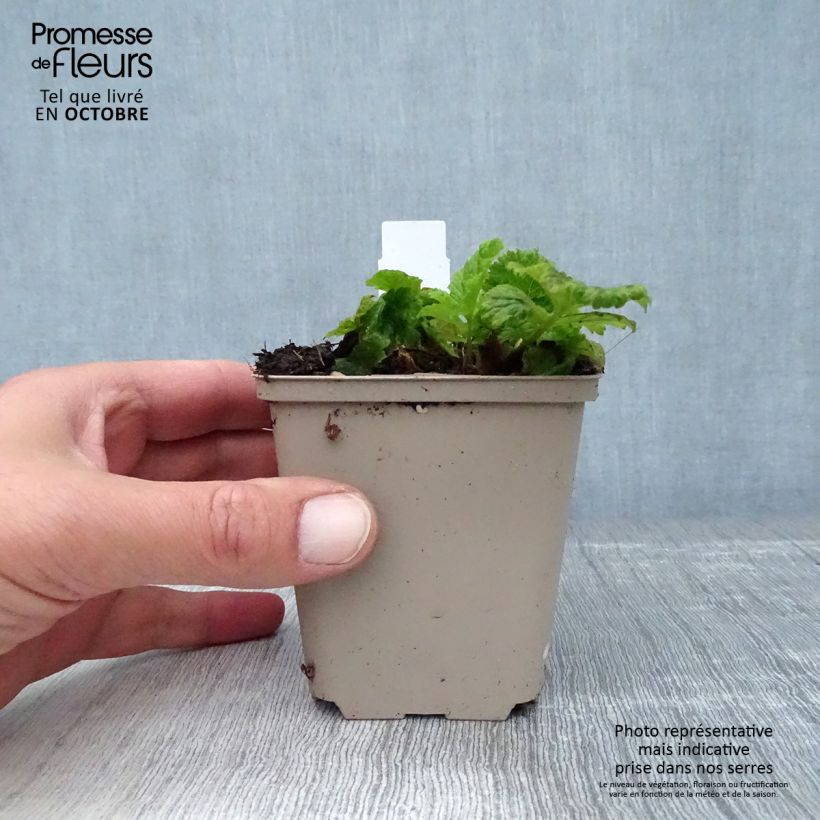 Amostra de Geum Cocktail Alabama Slammer Vaso de 8/9 cm tal como entregue no outono