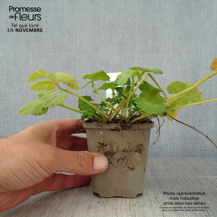 Amostra de Geum rivale Album Vaso de 8/9 cm tal como entregue no outono