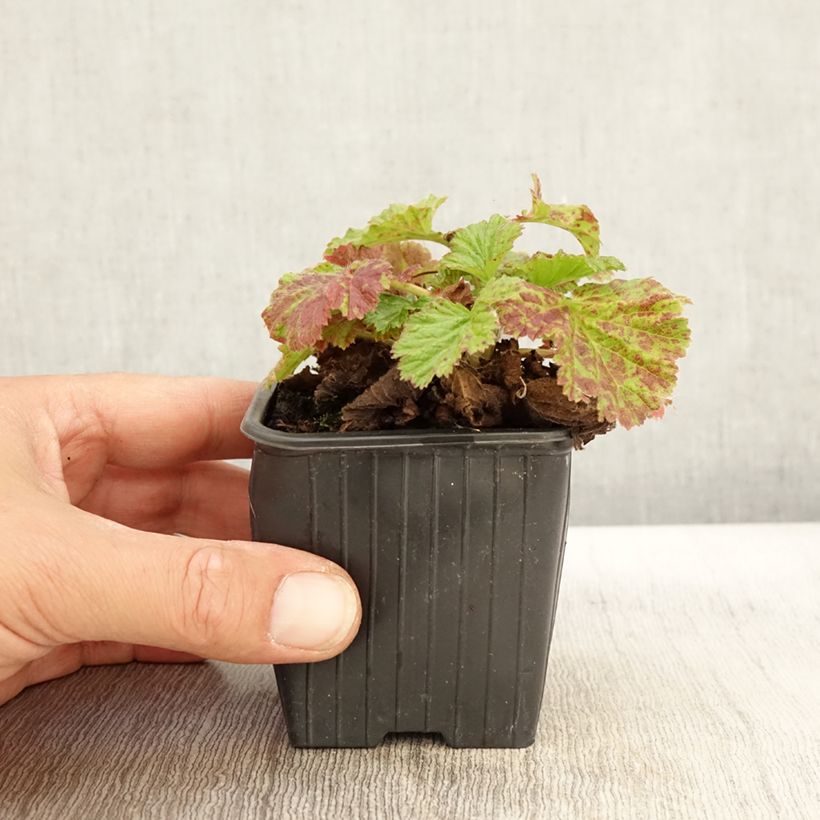 Amostra de Benoîte des rives Coppertone Godet de 8/9 cm tal como entregue no outono