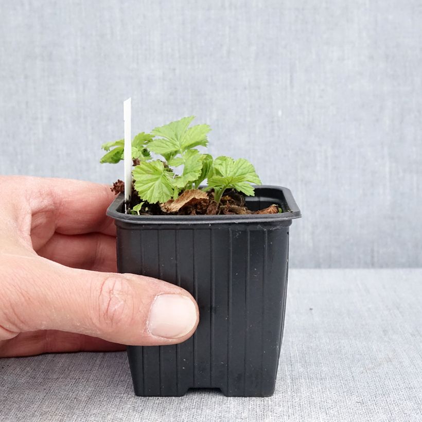 Amostra de Geum rivale Coppertone Vaso de 8/9 cm tal como entregue na primavera